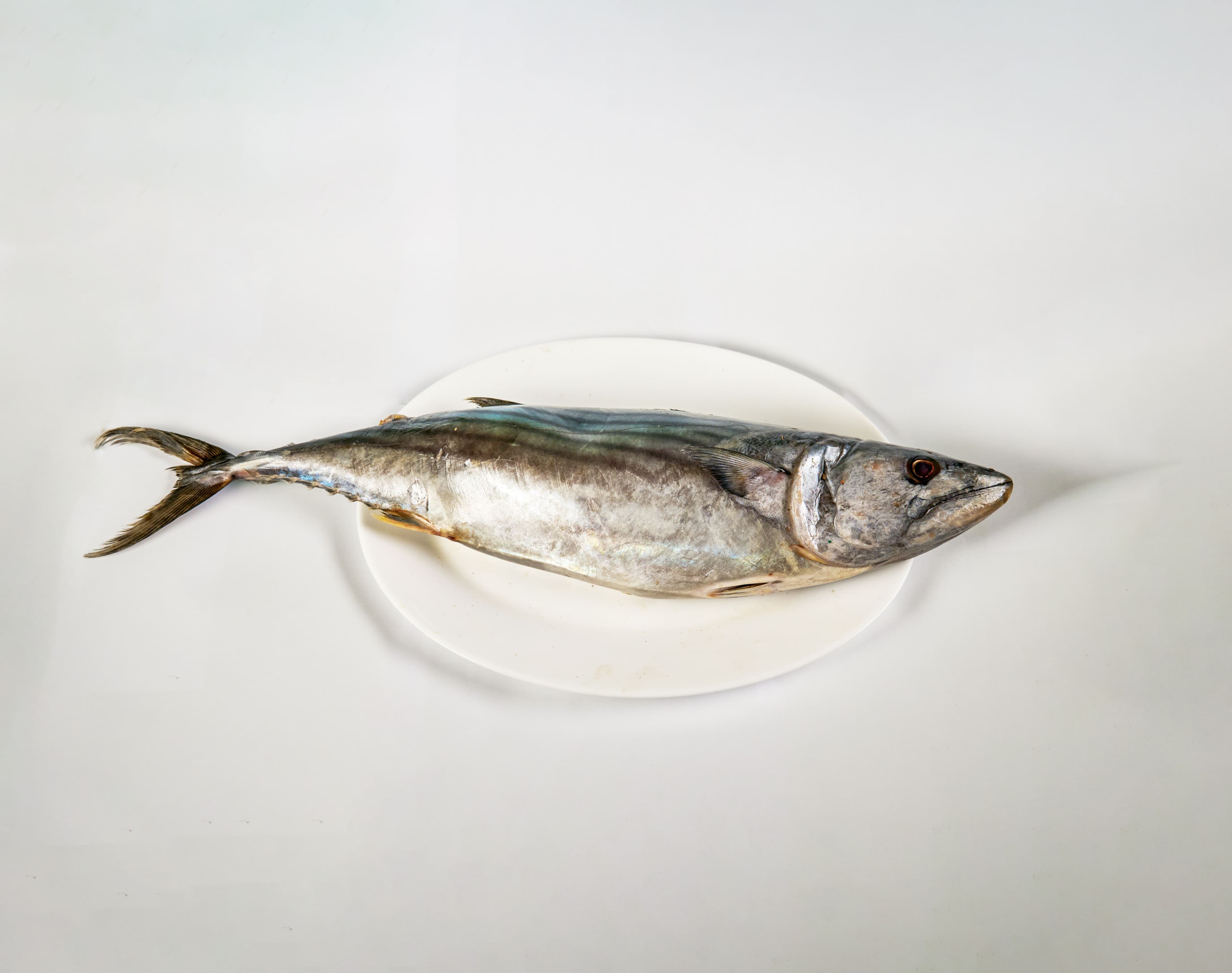 Ikan Bandeng