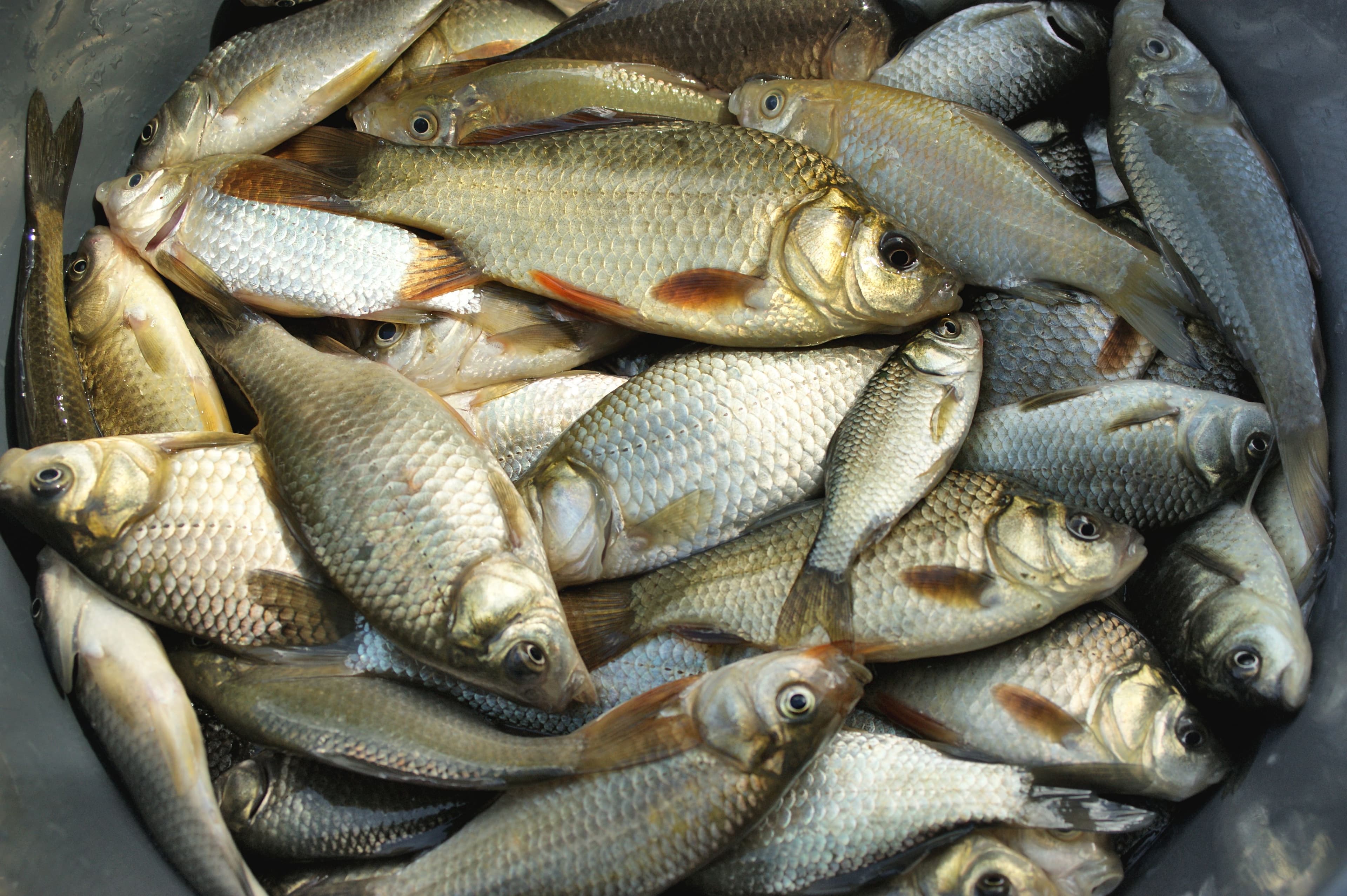 Ikan tongkol segar